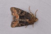 Oligia latruncula
