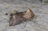 Abrostola triplasia