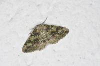Cleorodes lichenaria