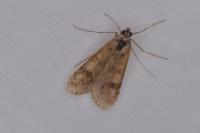 Nomophila noctuella
