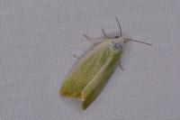 Earias clorana