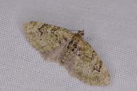 Chloroclystis v-ata