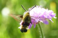 Hemaris fuciformis
