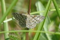Scopula immorata