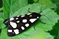 Arctia villica