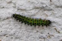 Saturnia pavonia