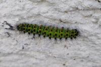 Saturnia pavonia
