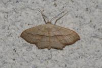 Scopula imitaria