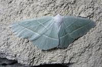 Campaea margaritaria