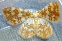 Hydrelia flammeolaria