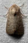 Hoplodrina ambigua