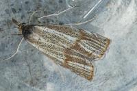 Thisanotia chrysonuchella