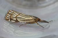 Chrysocramboides craterellus