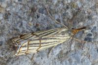 Chrysocramboides craterellus