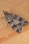 Scoparia