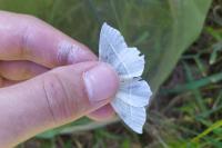 Campaea margaritaria