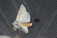 Spilosoma lubricipeda