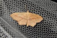 Scopula imitaria