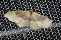 Idaea degeneraria