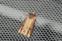 Axylia putris