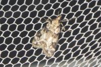 Eudonia delunella