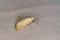 Xanthocrambus caducellus
