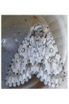 Acronicta aceris