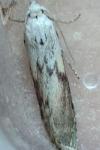 Aphomia sociella