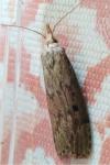Aphomia sociella