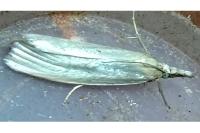 Crambus perlellus