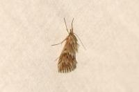 Cynaeda dentalis