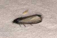 Lymphia chalybella