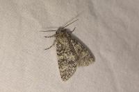 Acronicta megacephala