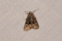 Oligia