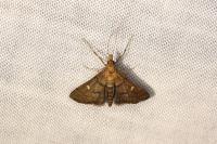 Dolicharthria punctalis