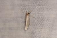 Eilema caniola