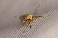 Indalia pygmaeola pallifrons