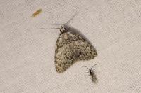 Meganola strigula
