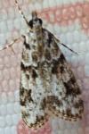 Eudonia delunella