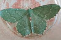 Hemithea aestivaria