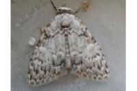 Meganola strigula