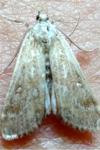 Parapoynx stratiotata