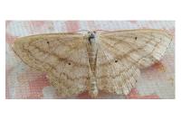 Scopula nigropunctata