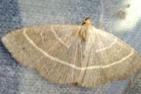 Trisateles emortualis