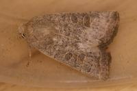 Hoplodrina ambigua