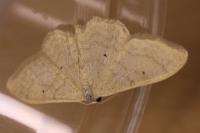 Idaea straminata