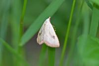 Rivula sericealis
