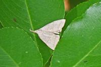 Pechipogo strigilata