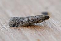 Ephestia woodiella