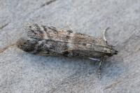 Ephestia woodiella